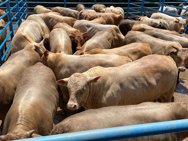 gado charolês tricross em F1 Angus confinamento goiás dezembro 2021