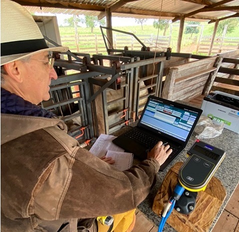 carlos furlan gado precoce fazenda natal bandeirantes-ms