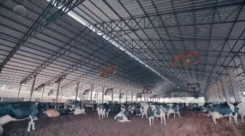 Vaca holandesa: saiba as dimensões ideais para um compost barn