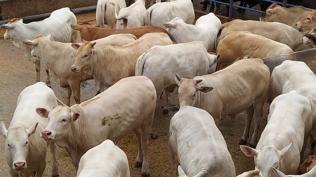 novilhas da raça araguaia 14 arrobas zero dentes