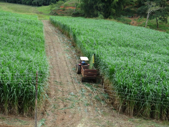 Estas duas gramíneas tem tudo para turbinar a silagem feita na própria fazenda 
