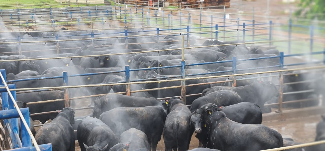semiconfinamento em mt fazenda agrocondor alta floresta