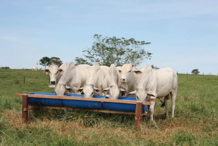 aditivos nutricionais para animais