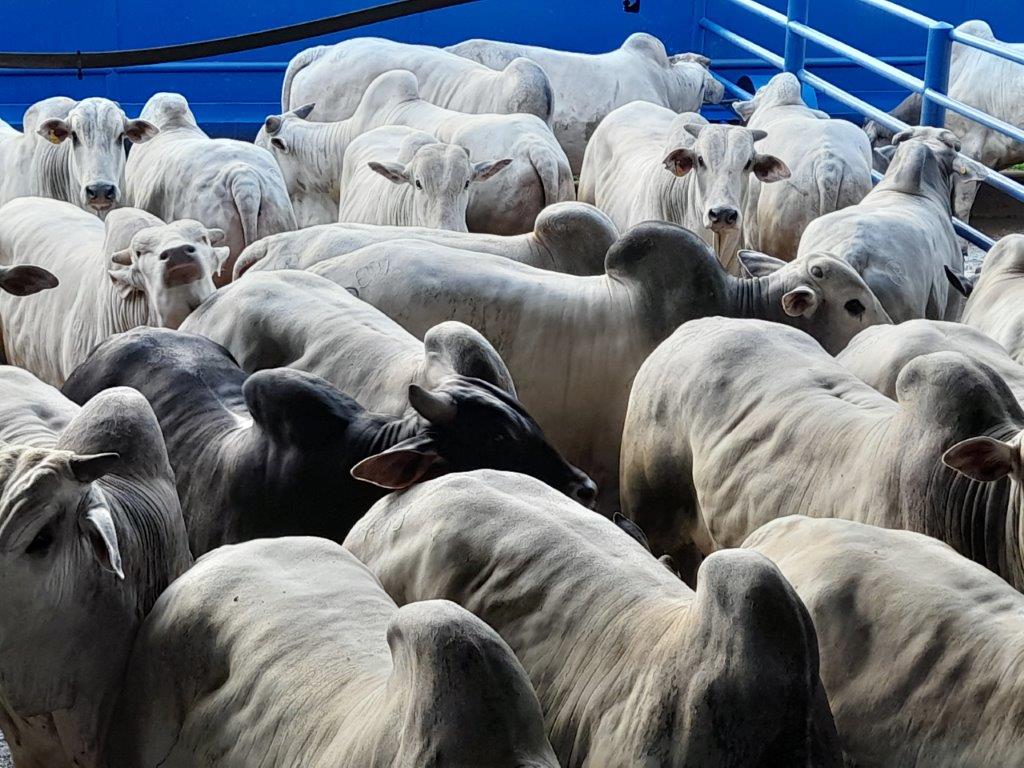 animais confinados lins-sp 21,5@