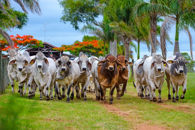 Touro Brahman em vacas Holandesas é boa saída para ter bezerros de corte em SC?