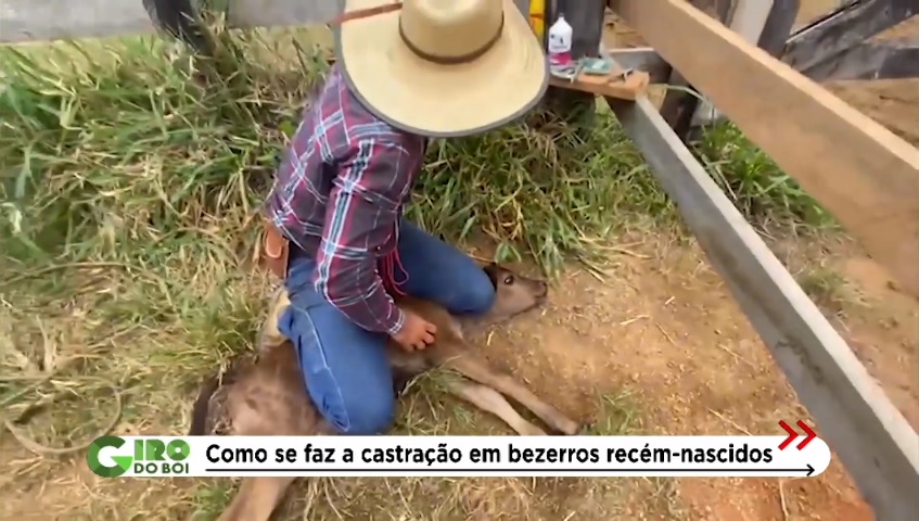 castração de bezeros com borrachinha e no canivete