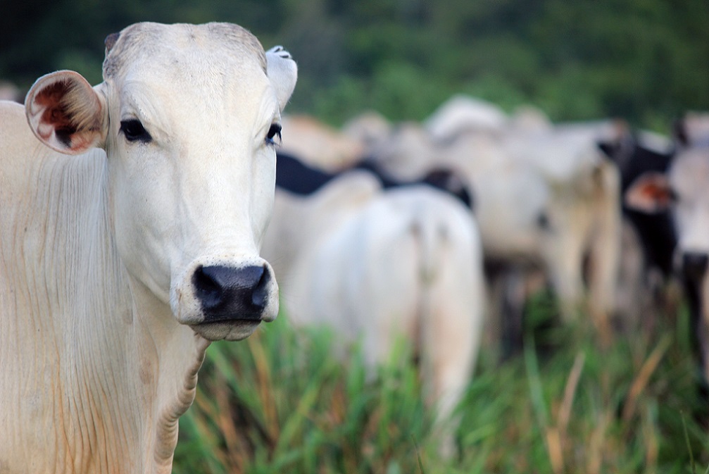 Boi zebu brasileiro cai no gosto do canadense