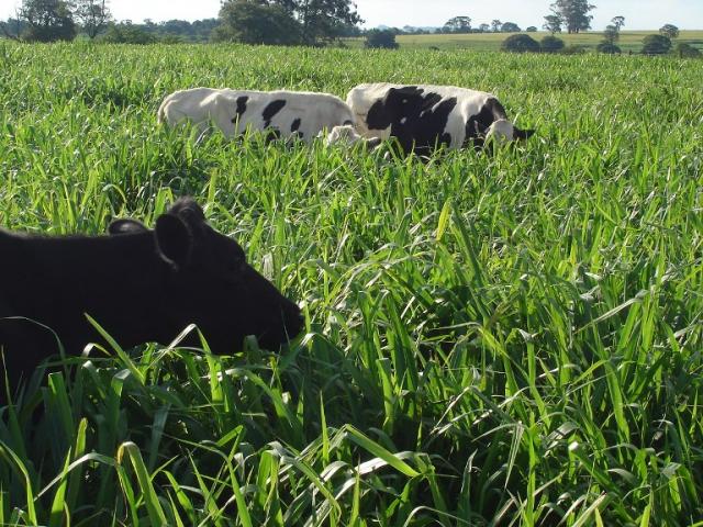 Bovinos em pasto com adubação de cobertura. Foto: Divulgação