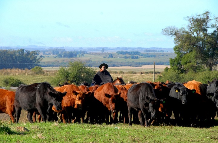 Gado a pasto no Rio Grande do Sul. Foto: Divulgação/Embrapa
