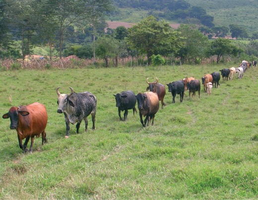 gado choqueado