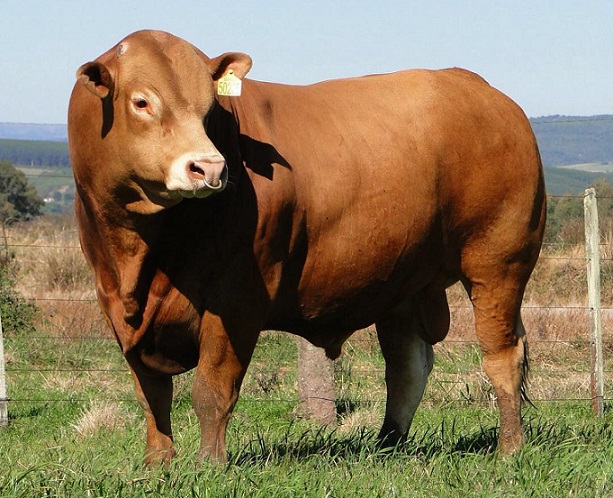 limousin com nelore resultado cruzamento limousin com nelore resultado cruzamento