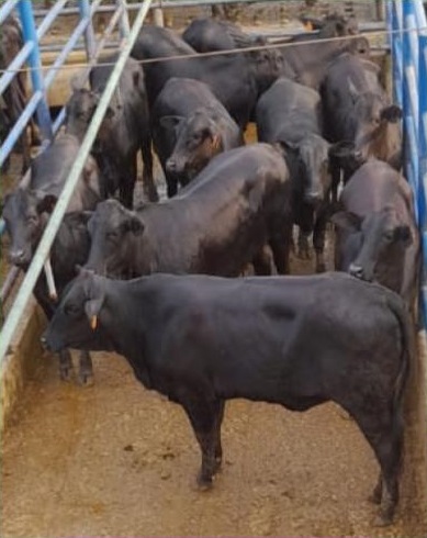 novilhas angus 17 meses 17,5 arrobas são miguel do guaporé rondônia