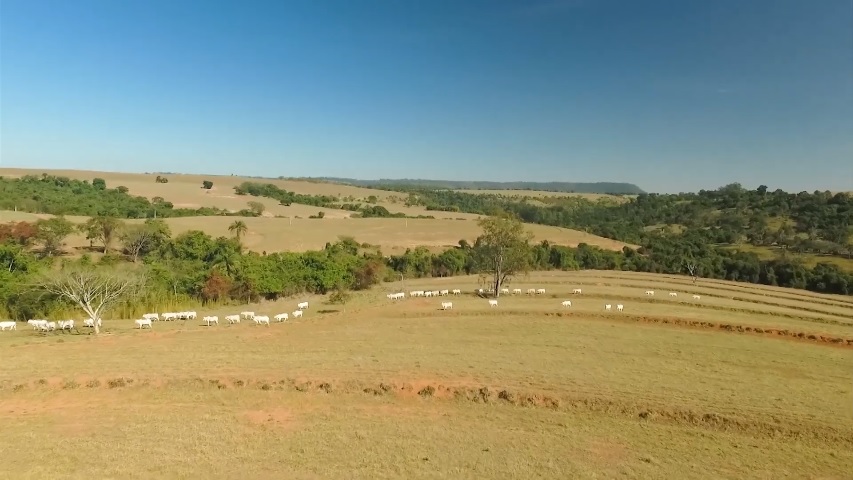 pecuária sustentável projeto mrv