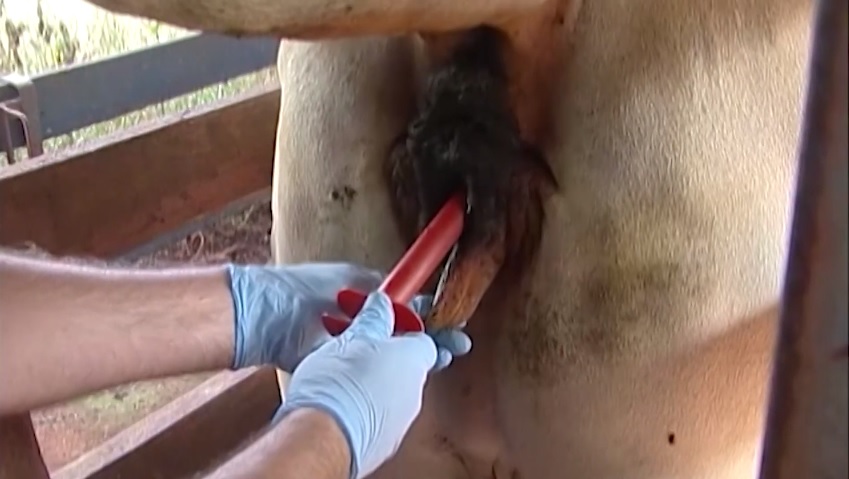 Protocolo de inseminação artificial (IA) na fazenda. Foto: Divulgação