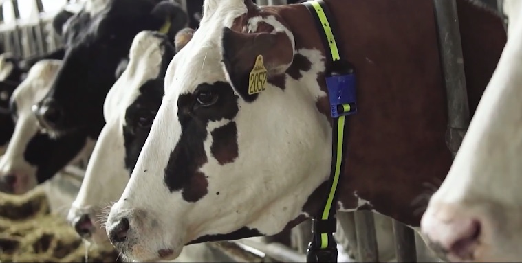 redução de intervalo entre partos de vacas leiteiras