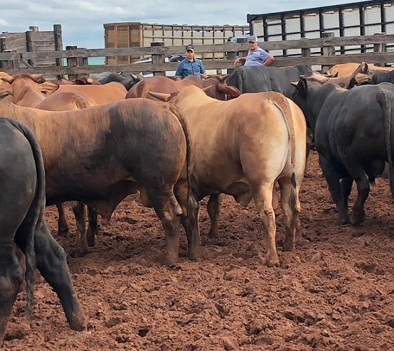 santa gertrudis