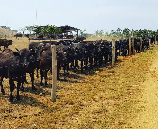 Wagyu: A carne do boi japonês é considerada a mais cara do mundo