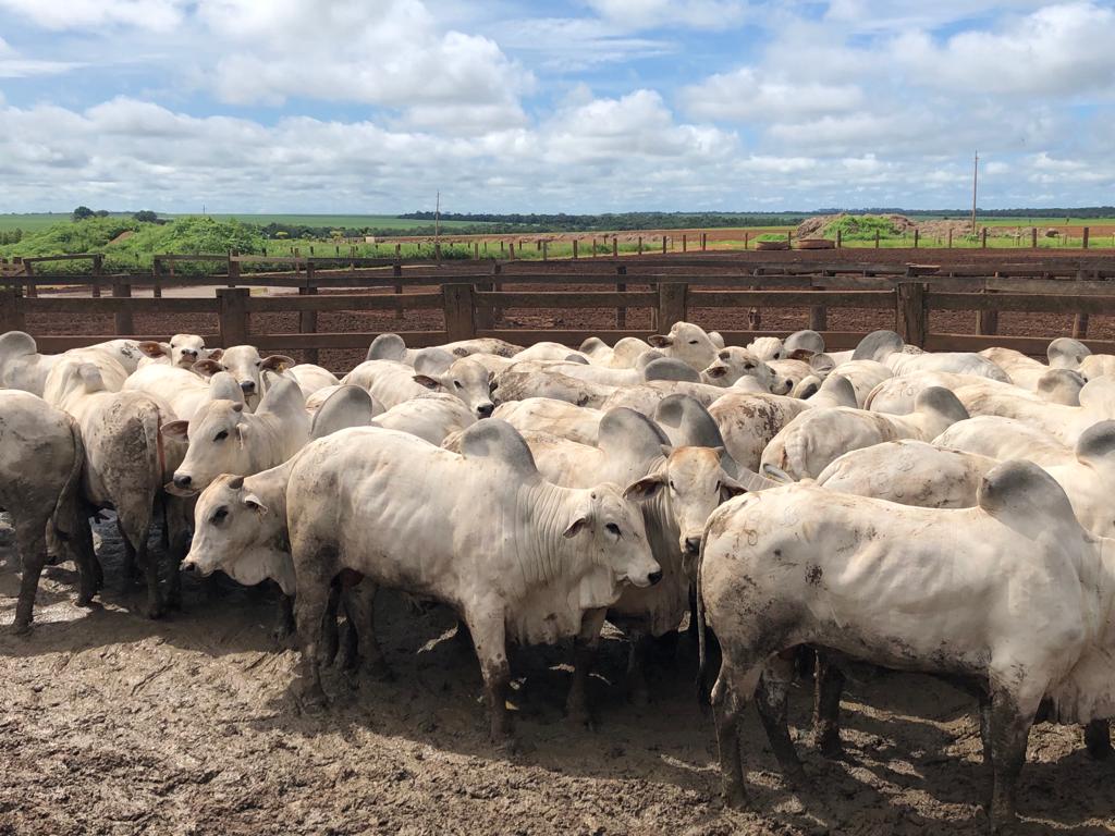 boiada rastreada fazenda bragança lucas do rio verde-mt