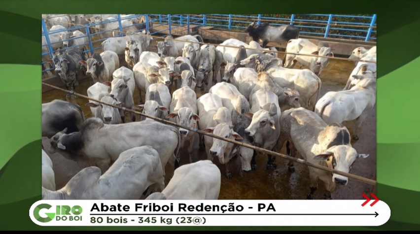 bois de pasto 23 arrobas suplementação cumaru do norte-pa