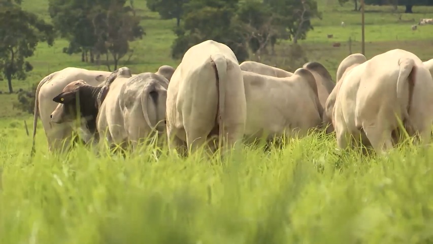Gado em área de pasto. Foto: Divulgação