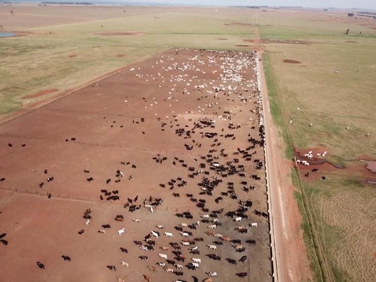 Pecuarista que faz conta ganha dinheiro em qualquer momento, diz consultor