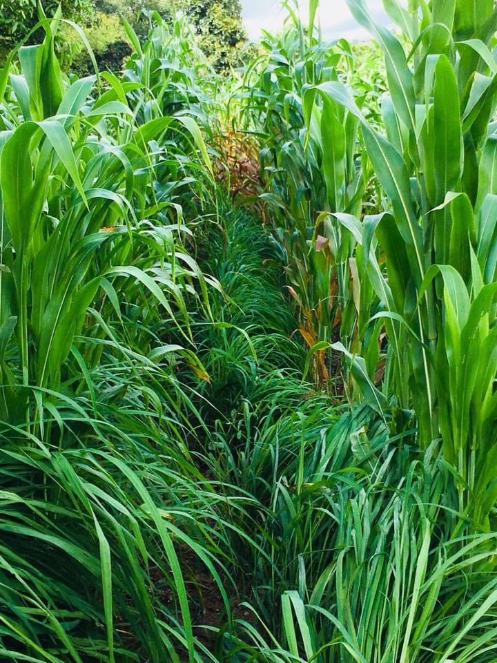 consórcio capim sorgo tamani