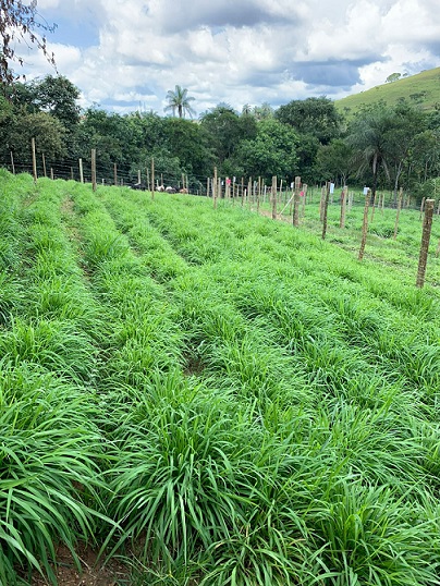 tamani solteiro após colheita do sorgo