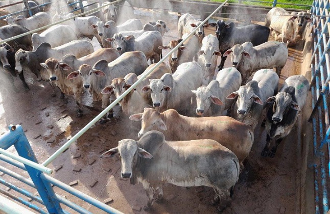 garrotes nelore 15 a 16 meses 19,1 arrobas juara mato grosso