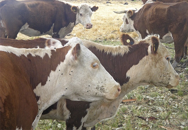 Boi com carrapato? Com pouco dinheiro pecuarista se livra dos parasitos