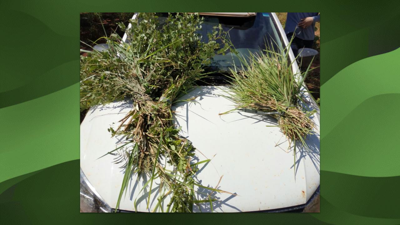 herbicida para folha larga em pastagem produção matéria verde aumento taxa de lotação