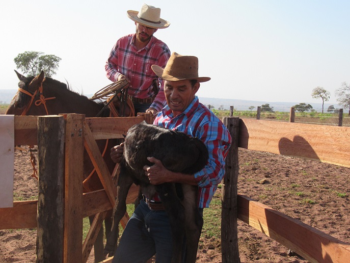 Exemplo de manejo racional e bem-estar animal na fazenda. Foto: Reprodução