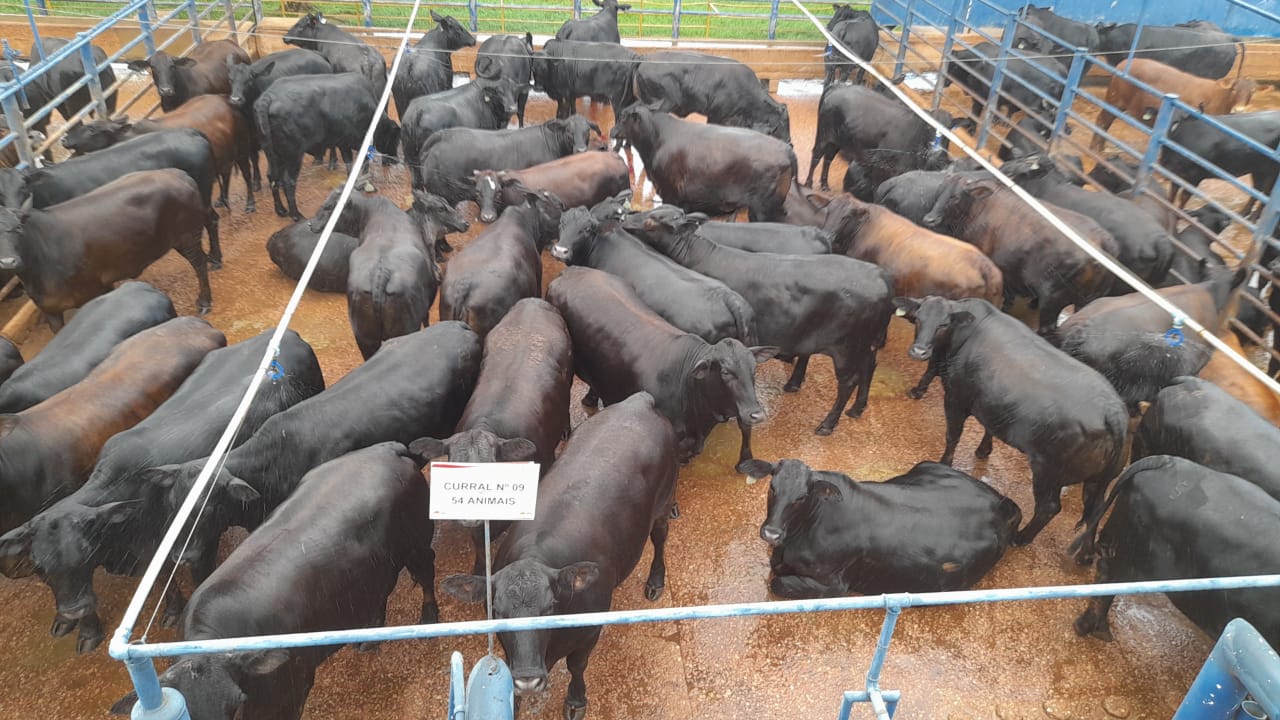 novilhas angus 19@ estreia protocolo 1953 pedra preta-mt