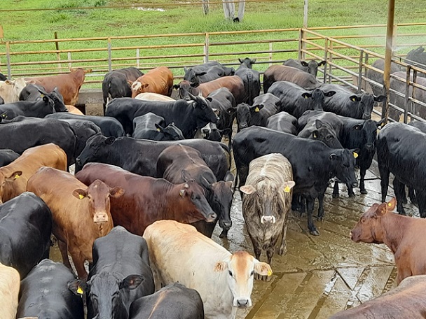 Lote de novilhas gado de cruzamento industrial no Protocolo 1953 em Mato Grosso do Sul. Foto: Divulgação