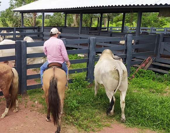 pecuarista trocou café pelo boi gordo cacique sítio sao lucas pimenta bueno-ro
