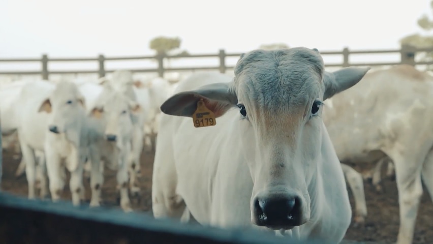 Ações de bem-estar animal ganham fama pelas fazendas do País