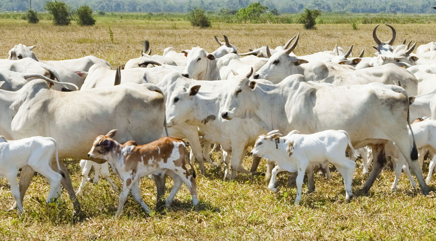 tamanho do rebanho bovino brasileiro
