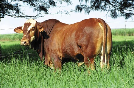 touro simbrasil cruzamento com novilhas senepol x nelore