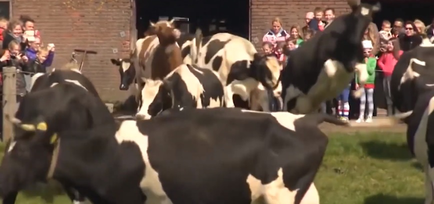 balé das vacas