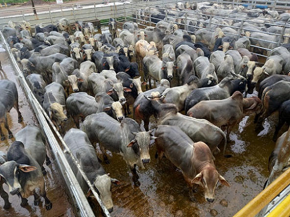 boiada suplementada a pasto 22,46@ são geraldo do araguaia-pa
