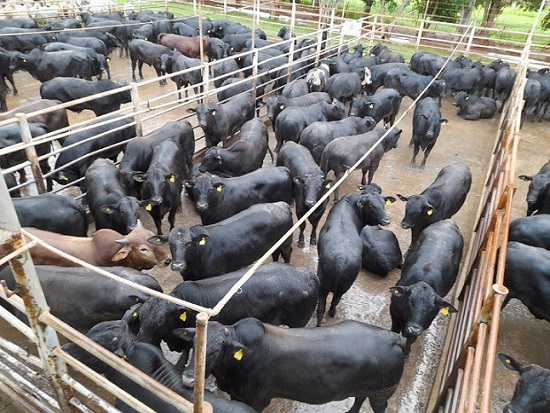 bois angus dentes de leite 20,6@ araputanga-mt