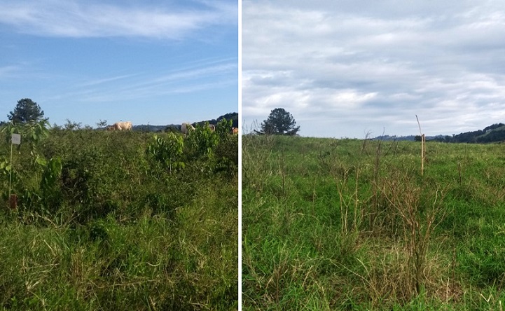 controle de plantas daninhas no pasto oeste catarinense 2022