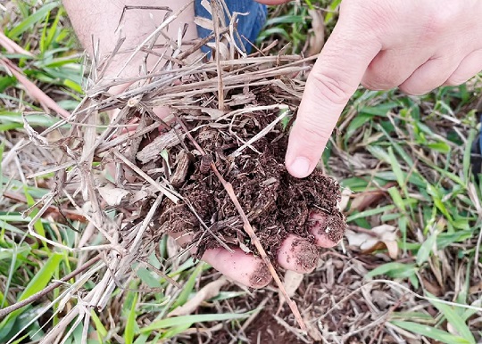 Fertilizante organomineral: saiba como ele pode turbinar seu pasto