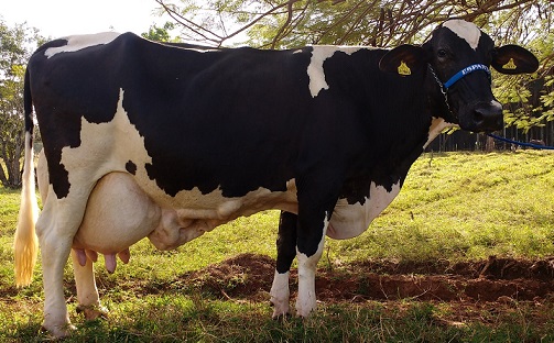 Quantos litros de leite uma vaca produz por dia?