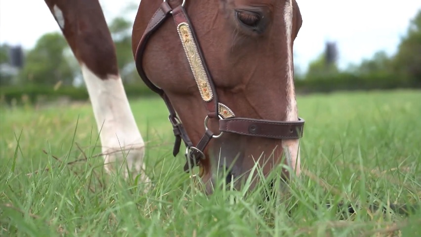 cavalos cavalos