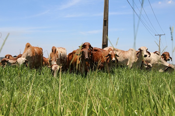 Só silagem de milho é capaz de suprir bem vacas leiteiras?