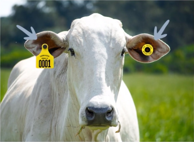 iatf em bovinos tecnologias identificação monitoramento msd saúde animal