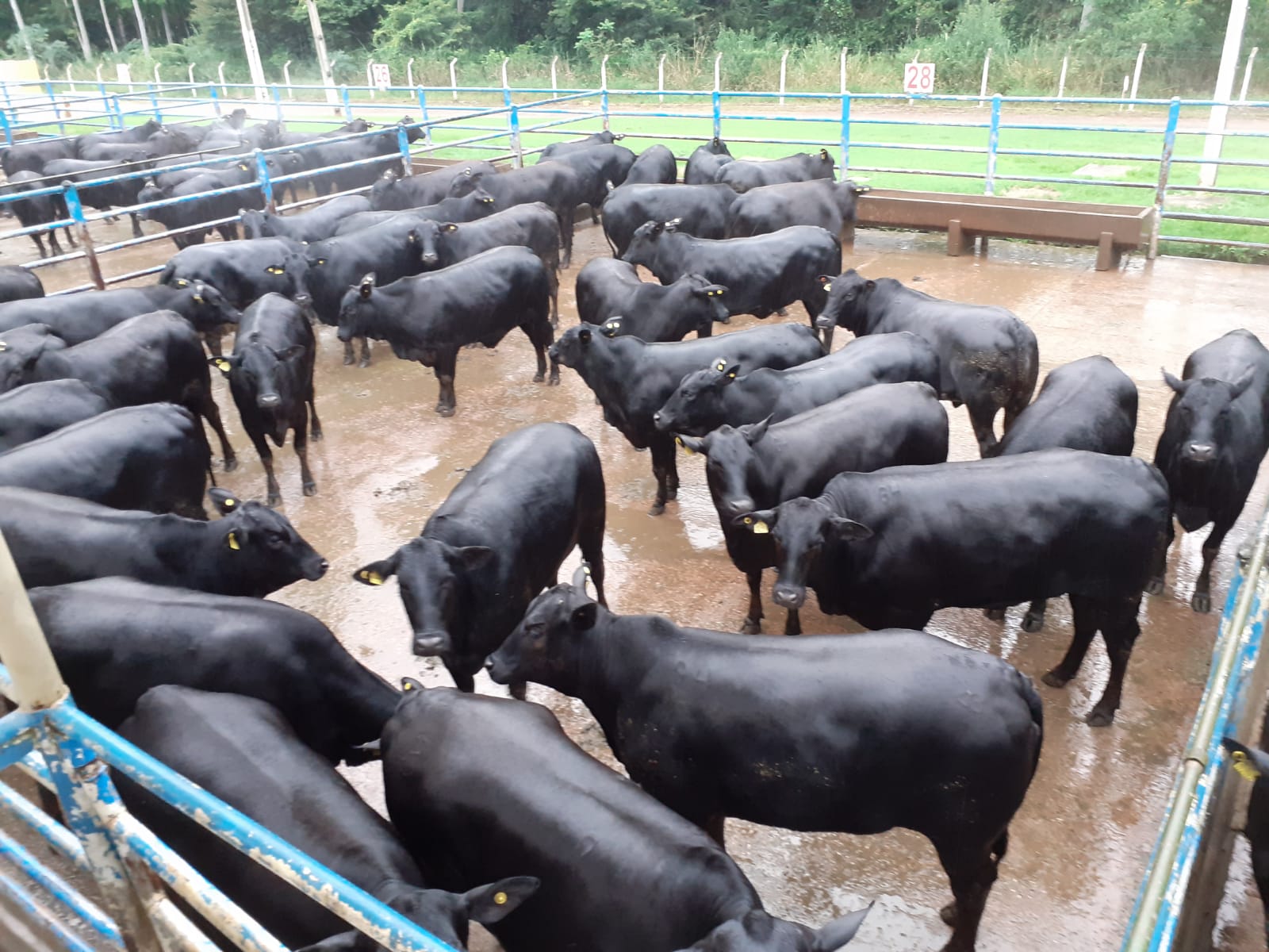 novilhas angus 1953 senador canedo-go