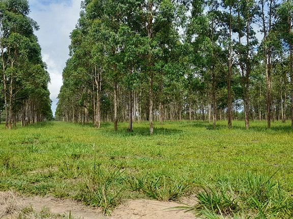 fazenda sul da bahia teixeira de freitas integração ilpf