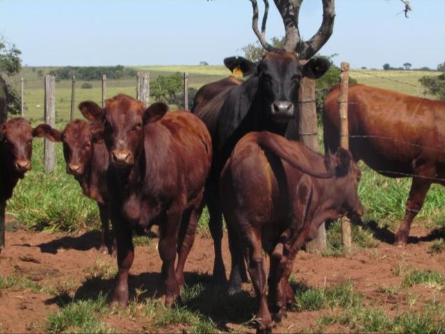 suplementação de bezerro com creep feeding