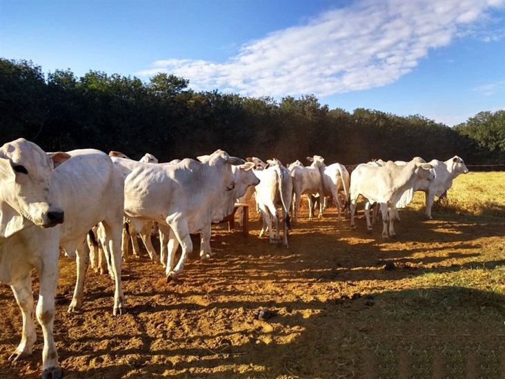 Prepare a fazenda para seca do ano que vem com essas dicas